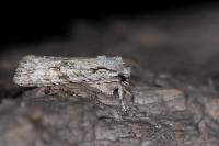 Lithophane ornitopus