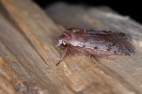 Cerastis rubricosa