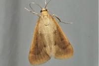 Achyra nudalis