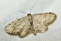 Idaea efflorata