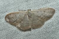 Idaea