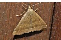 Polypogon plumigeralis