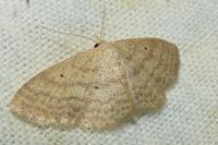 Scopula minorata