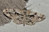 Peribatodes umbraria perumbraria