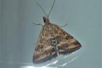 Pyrausta despicata