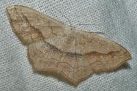 Scopula imitaria