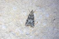 Eudonia lineola