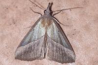 Hypena lividalis