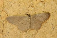 Idaea distinctaria