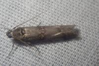 Pempelia palumbella