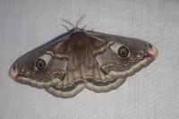 Saturnia pavonia