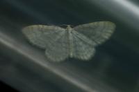 Asthena albulata
