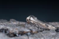 Xylena exsoleta