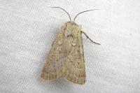 Agrotis turatii