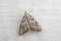 Nola thymula thymula