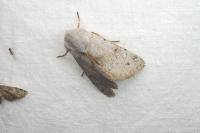 Perigrapha rorida