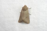 Spudaea ruticilla