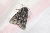 Acronicta auricoma
