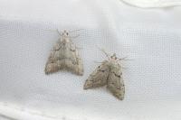 Nola thymula thymula