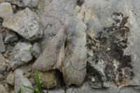 Perigrapha rorida