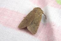 Spudaea ruticilla