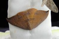 Watsonalla uncinula