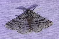 Lycia hirtaria