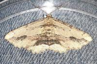 Menophra abruptaria