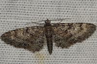 Eupithecia cocciferata