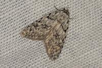 Nola cicatricalis