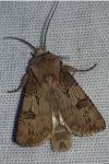 Agrotis puta