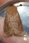 Orthosia cerasi