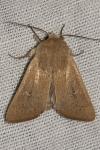 Mythimna sicula