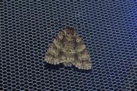 Acronicta rumicis