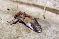 Notodonta ziczac
