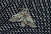 Drymonia ruficornis