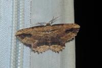 Menophra abruptaria