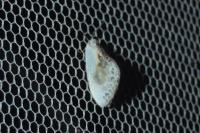 Cilix glaucata