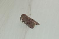 Orthosia incerta