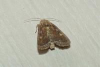 Lacanobia oleracea