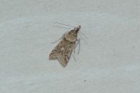 Eudonia angustea