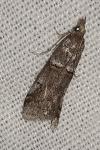 Acrobasis obliqua
