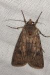Agrotis segetum