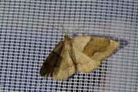 Plagodis pulveraria
