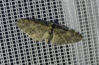 Eupithecia abbreviata