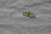 Eupithecia abbreviata