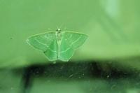Chlorissa viridata