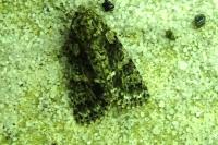 Acronicta rumicis