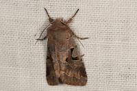 Orthosia gothica