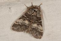 Drymonia ruficornis